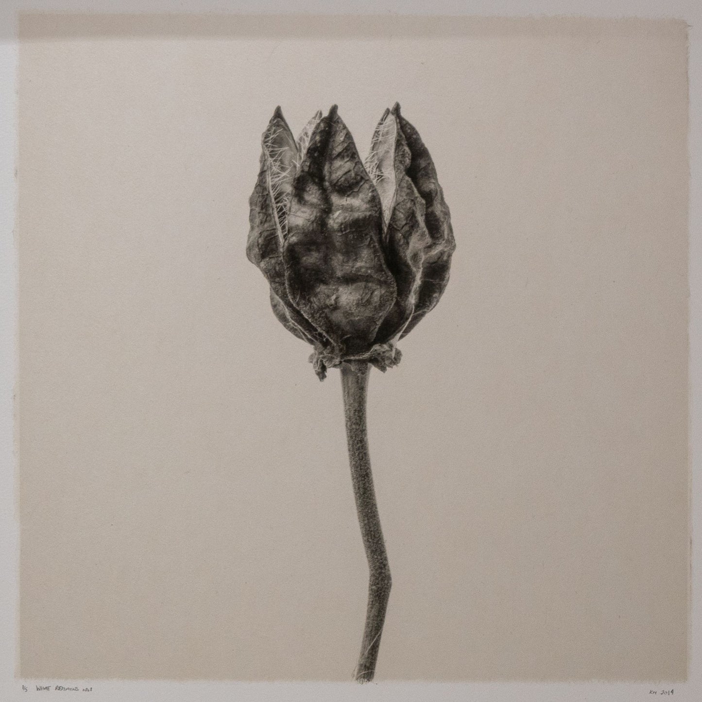 Kelly McDonald, What remains no.1