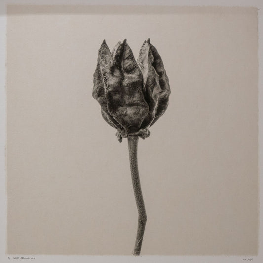 Kelly McDonald, What remains no.1