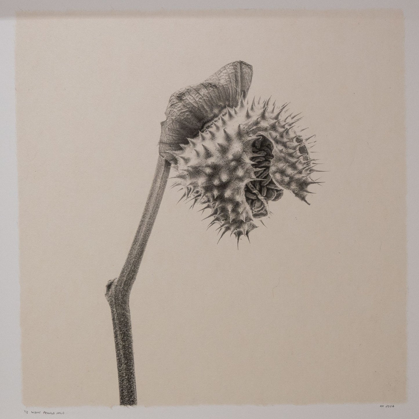 Kelly McDonald, What remains no.7