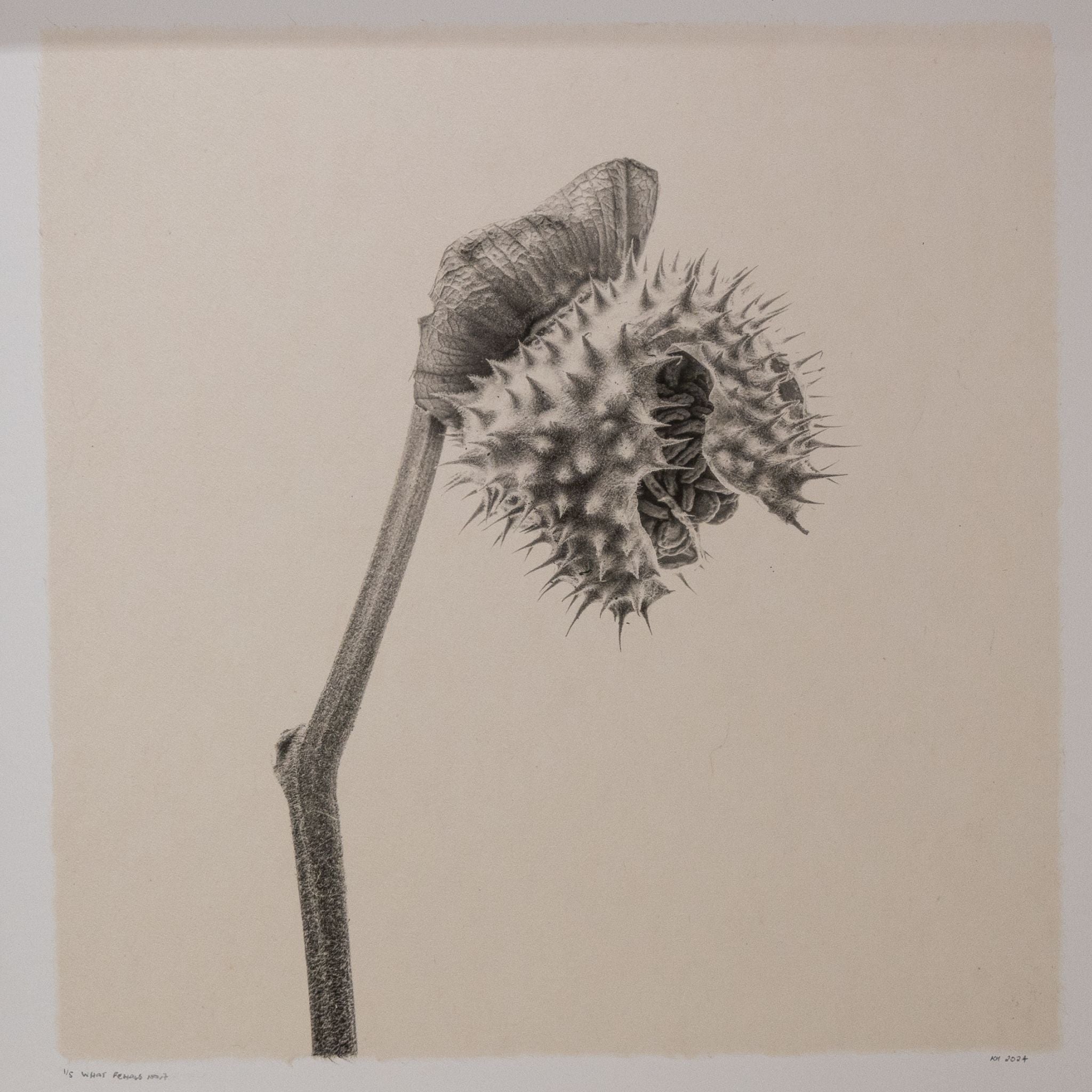 Kelly McDonald, What remains no.7