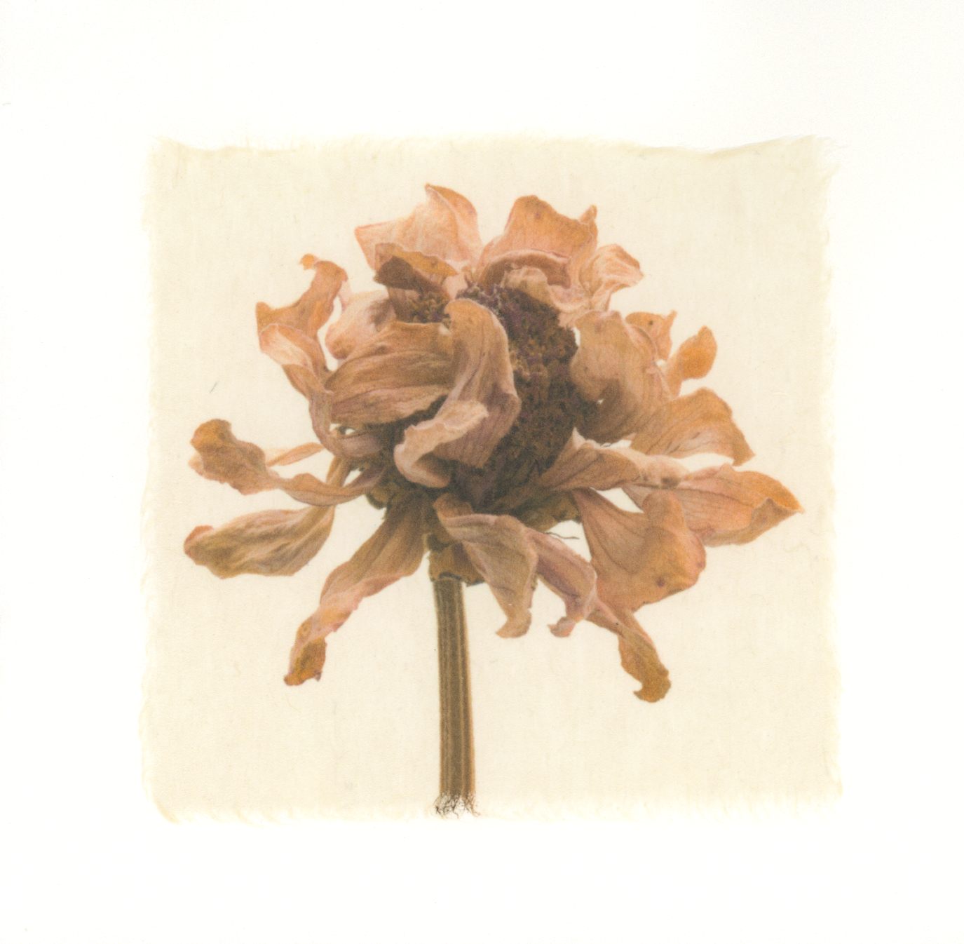Kelly McDonald, ZINNIA-1