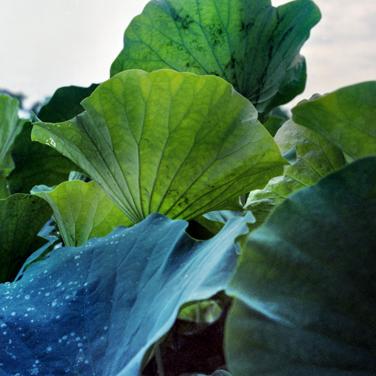 Yu-Sheng Chiu, Lotus Leaf
