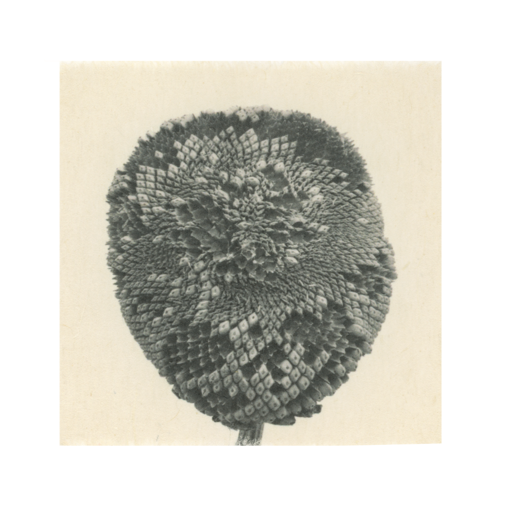 Kelly McDonald, Sunflower