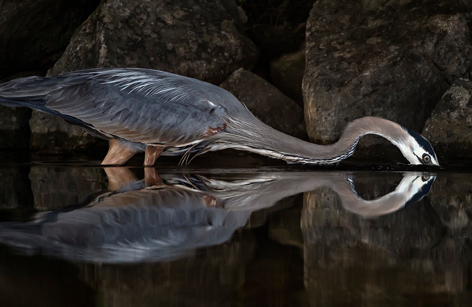 Michelle Valberg, Blue Heron on Sharbot Lake