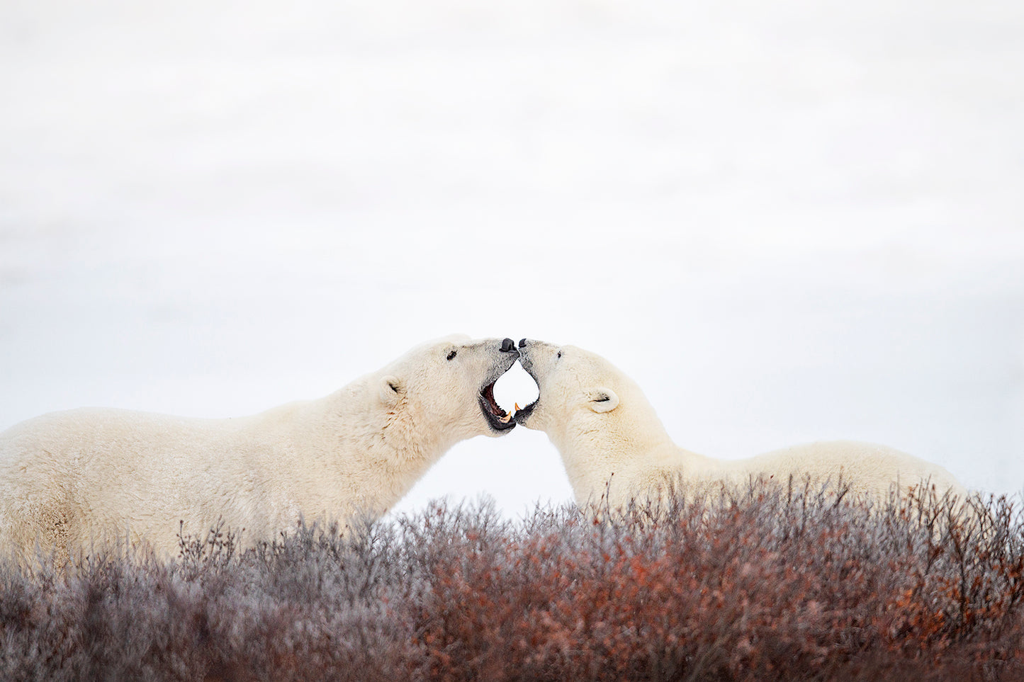 Michelle Valberg, Sparring Polar Bears