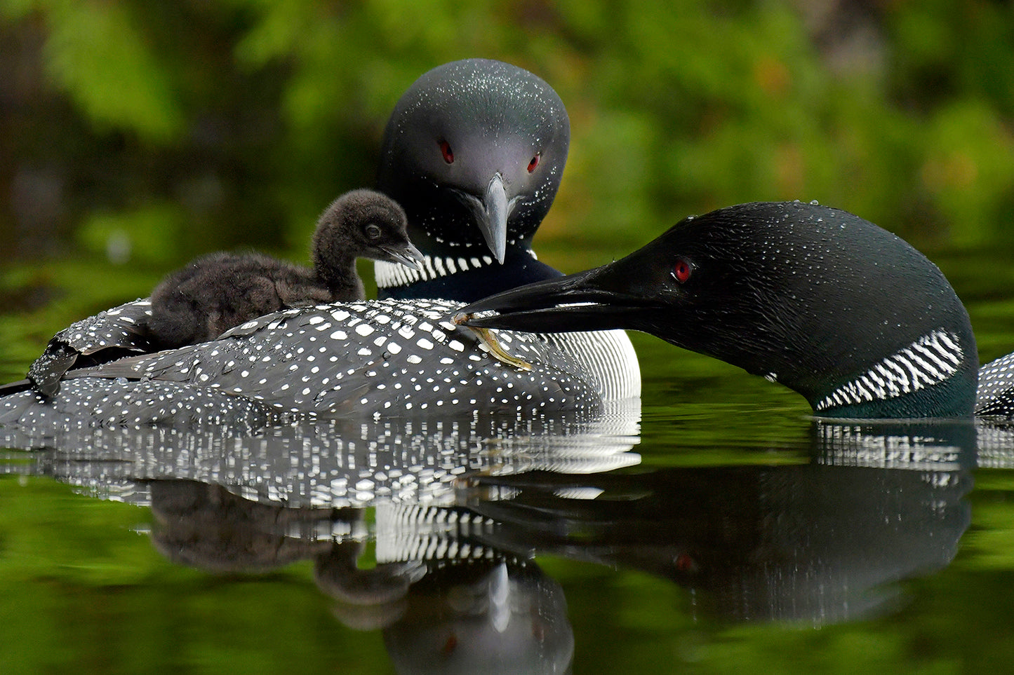 Michelle Valberg, Sharbot Lake Loons