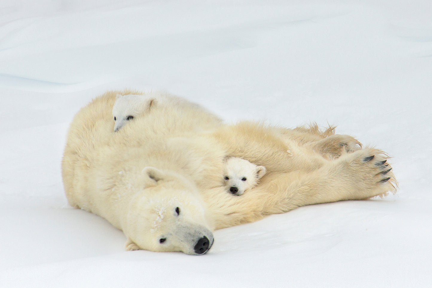 Michelle Valberg, Polar Bear Family I