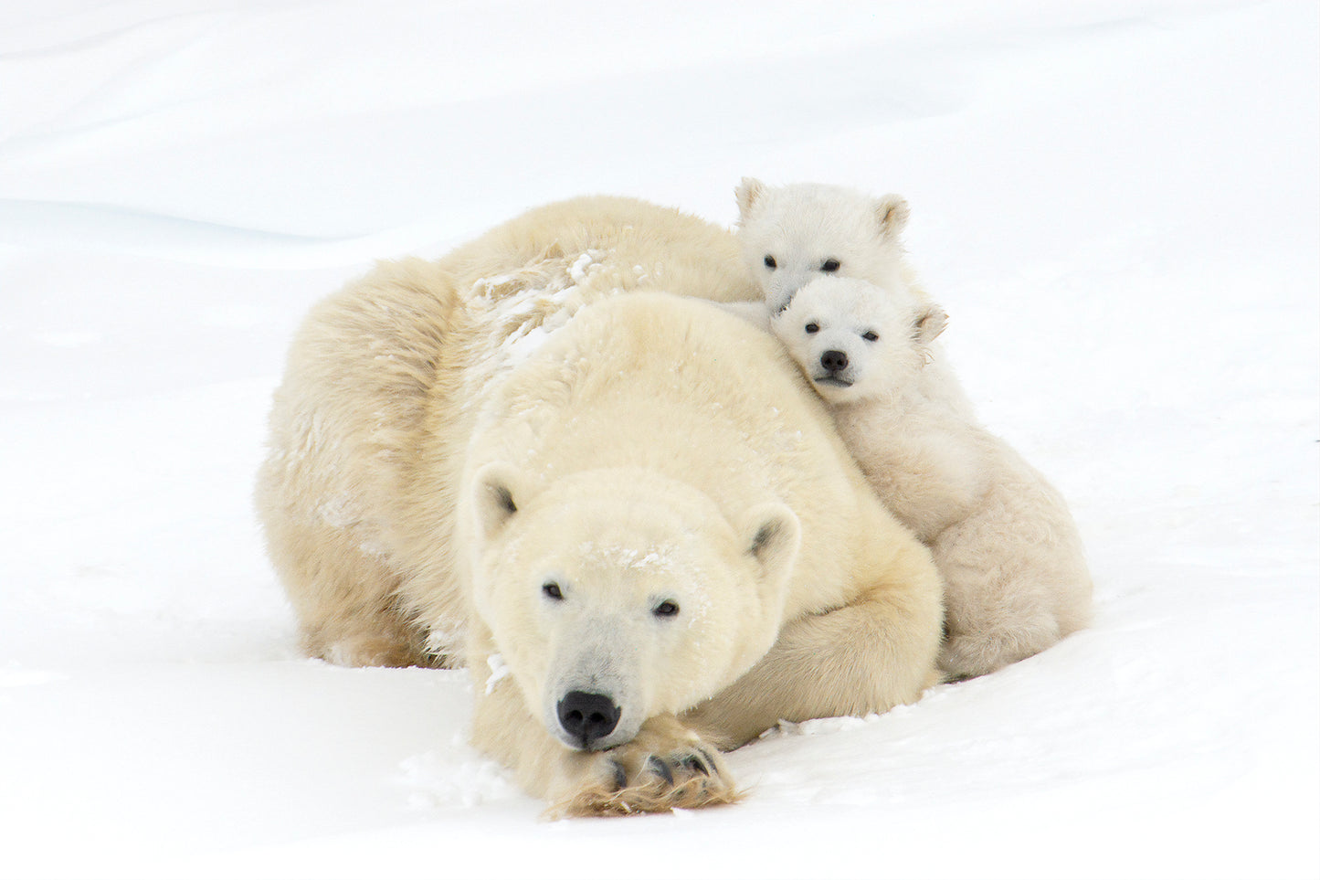 Michelle Valberg, Polar Bear Family II