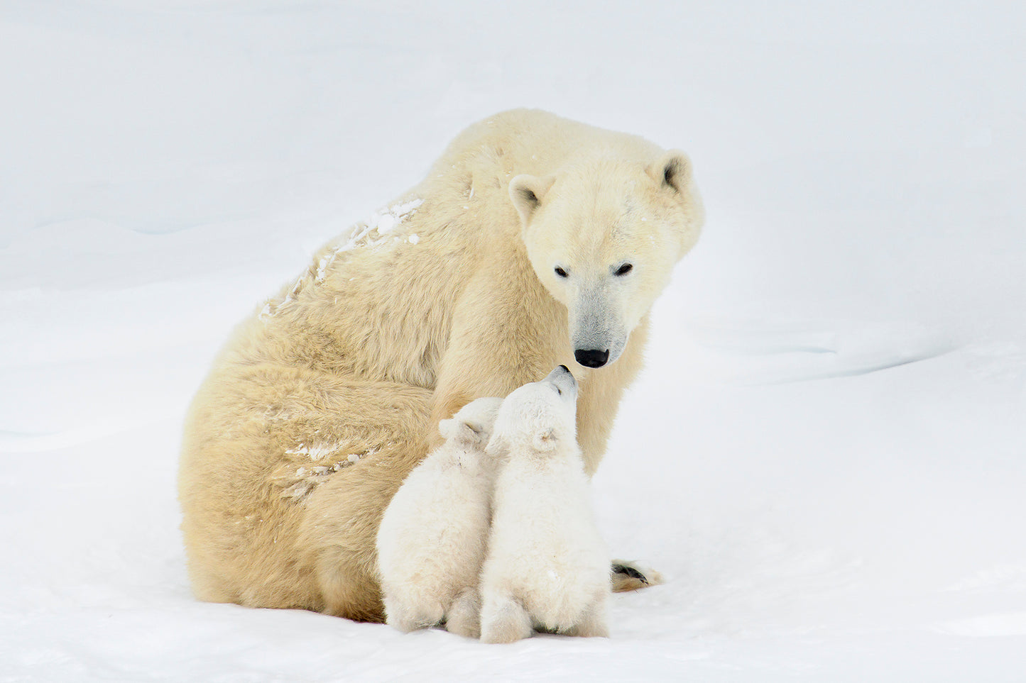 Michelle Valberg, Polar Bear Family III