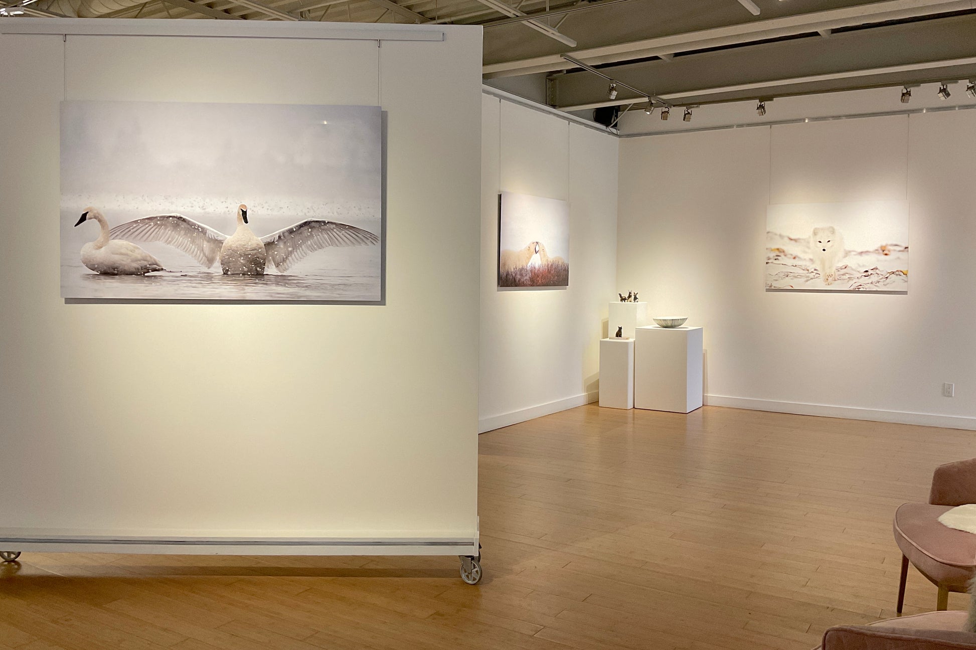 Trumpeter Swans by Michelle Valberg, "Eye to Eye" exhibition at Wall Space Gallery