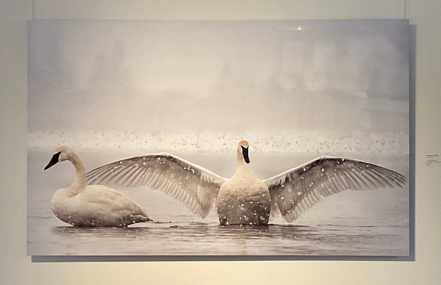 Trumpeter Swans by Michelle Valberg, printed on Chromaluxe