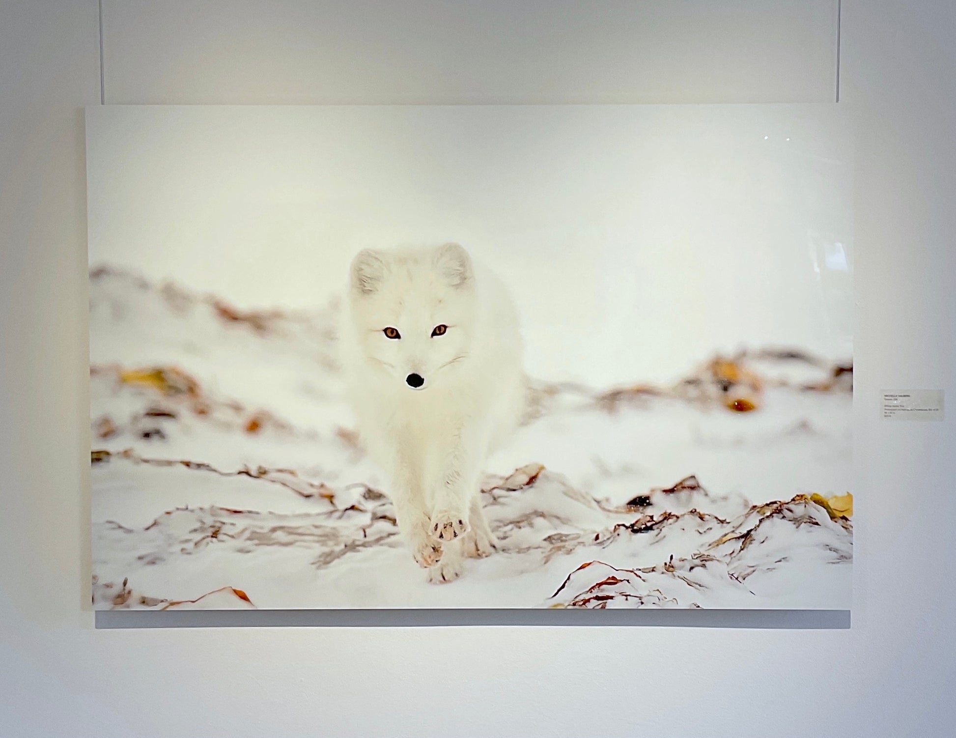 White Arctic Fox by Michelle Valberg, printed on Chromaluxe