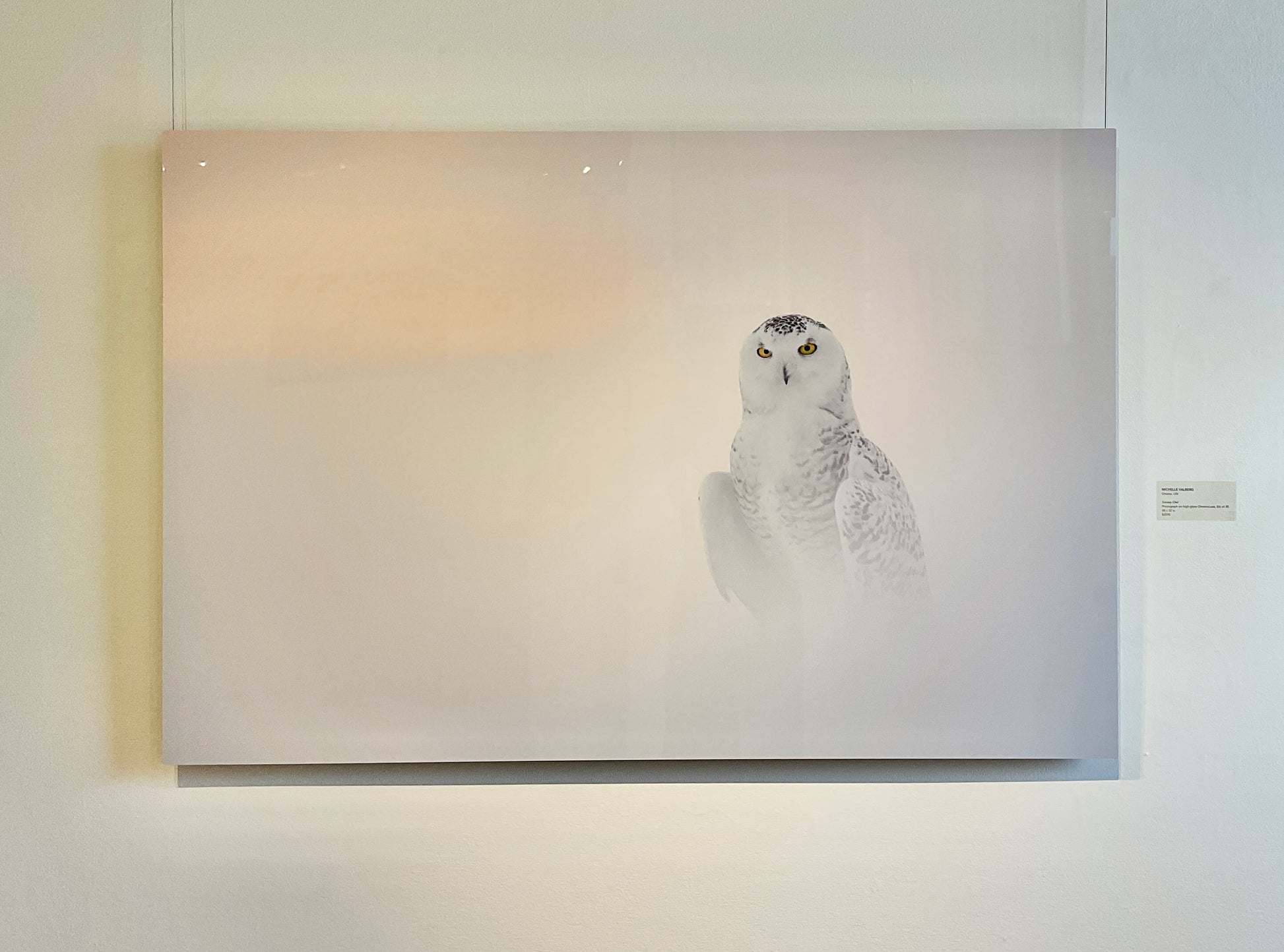 Snowy Owl by Michelle Valberg, printed on Chromaluxe