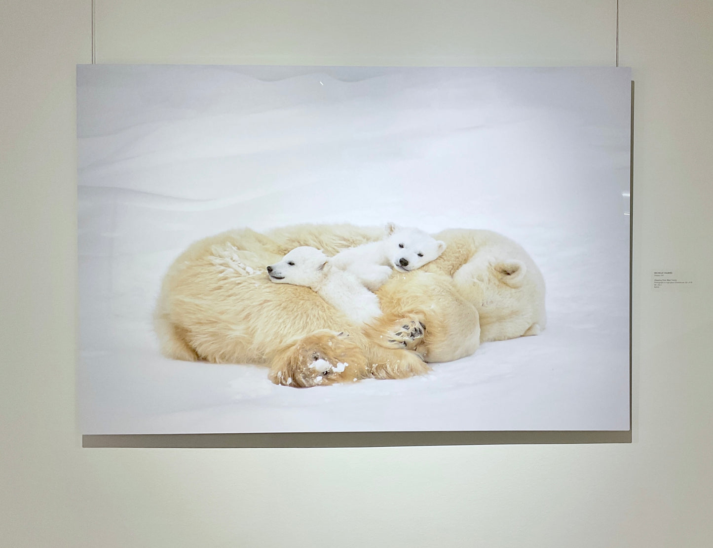 Michelle Valberg, Sleeping Polar Bear Family
