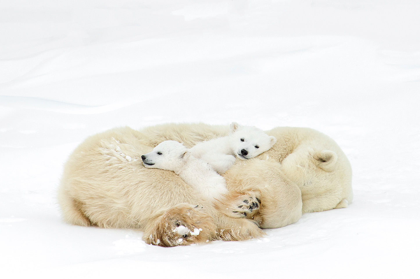 Michelle Valberg, Sleeping Polar Bear Family