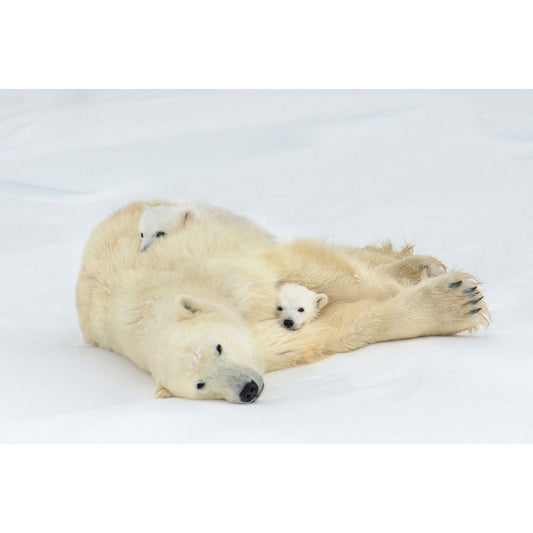 Polar bear family photograph, printed on chromoluxe by Canadian photographer Michelle Valberg