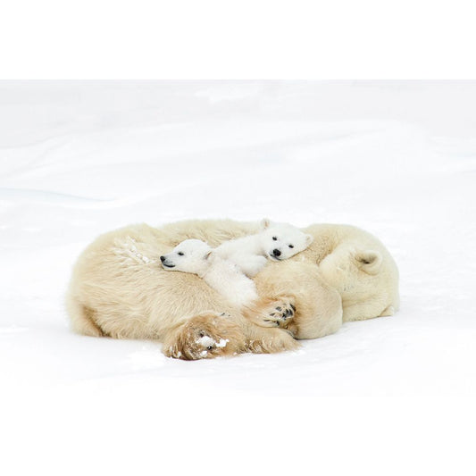 Sleeping polar bears by Canadian Photographer Michelle Valberg