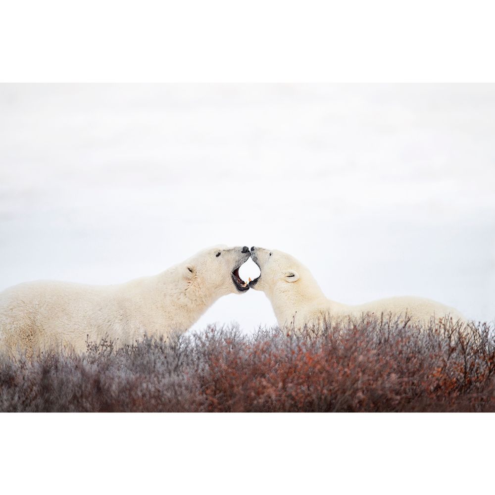 Michelle Valberg, Sparring Polar Bears