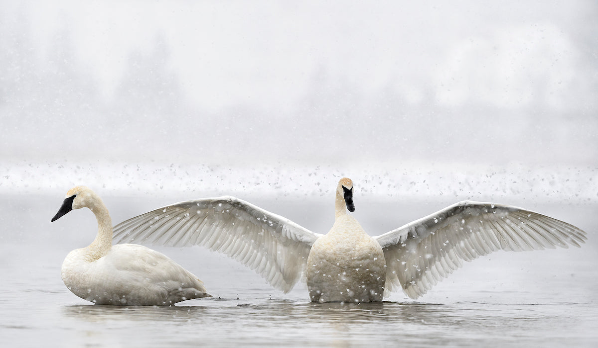Trumpeter Swans by Michelle Valberg