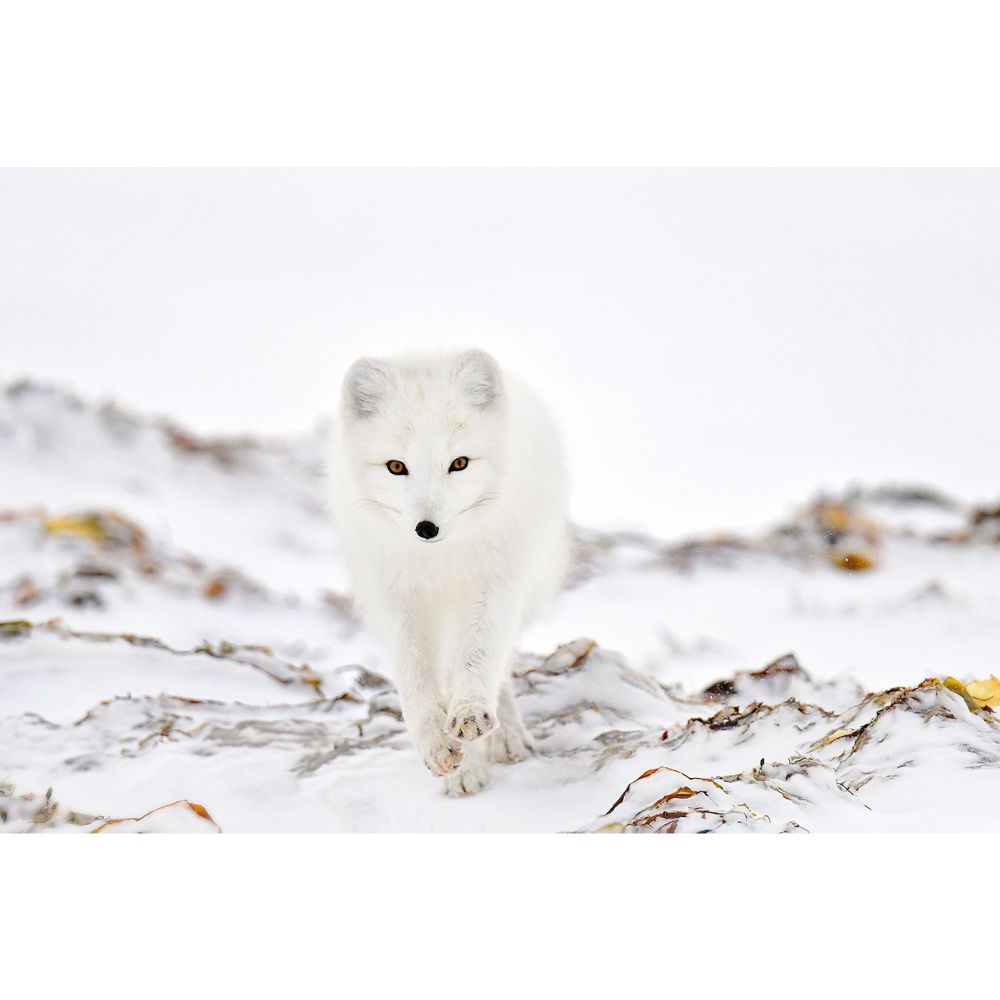 Michelle Valberg, White Arctic Fox