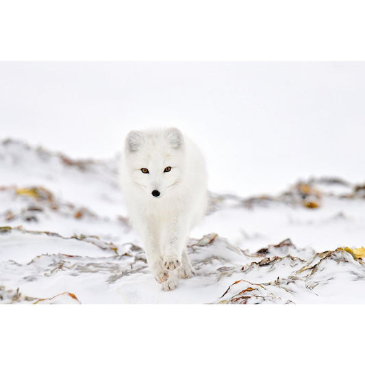 White Arctic Fox by Michelle Valberg